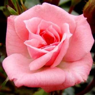 Mini - törpe Rosa Rennie's Pink -