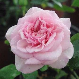 Romantikus Rosa Ausmas - Sárga - angol