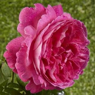 Henshaw Austin Rosa Ausmary - Rózsaszín -
