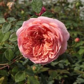Rosa Candy Rain - Rózsaszín - angol 120-300