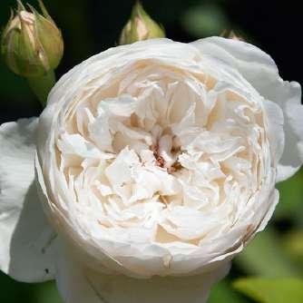 Romantikus Rosa Auslevel - Fehér -