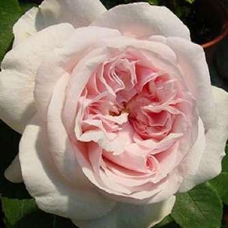 Rosa Auslight - Rózsaszín - angol