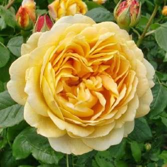 Rosa Ausgold - Sárga - angol 120-150 cm