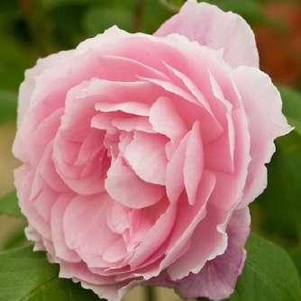Romantikus Rosa Ausorts - Rózsaszín