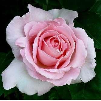 Teahibrid Rosa Grand Siècle - Rózsaszín