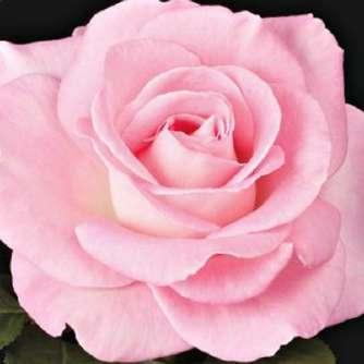 Rosa Kanizsa - Rózsaszín - teahibrid