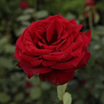 Gaujard Rosa Royal Velvet - Vörös -
