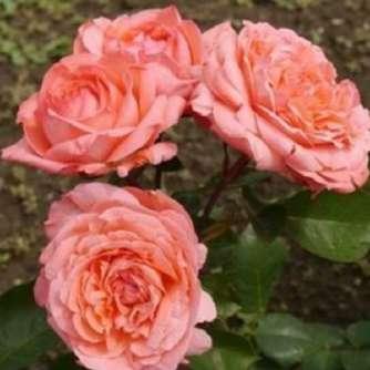 Rosa Succes Fou - Rózsaszín -  Georges