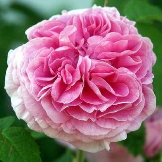 Történelmi Rosa Duchesse de Rohan - Rózsaszín -