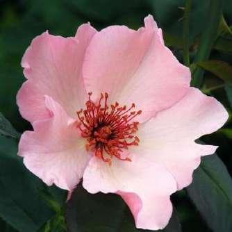 Rosa Comte de Chambord - Rózsaszín - történelmi -