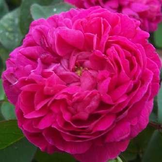 Történelmi Rosa Rose de Resht - Lila -