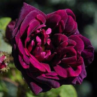 alba 150-365 cm Plantier Rosa Nuits de