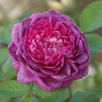 cm Jean Laffay Rosa Reine des Violettes