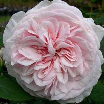 Rosa Souvenir de la Malmaison - Fehér -