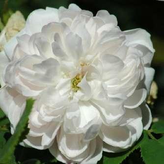 történelmi - centifolia 150 cm - Rosa