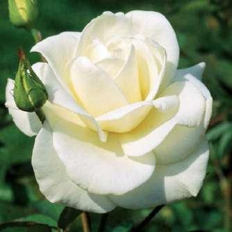 cm Rosa Mount Shasta - Fehér - virágágyi
