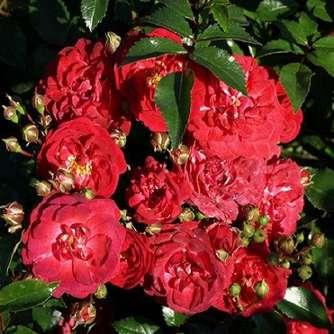 Rosa Queen Elizabeth - Rózsaszín -