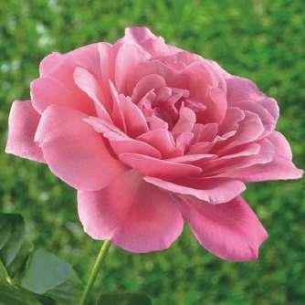 Ágyás Rosa Milrose - Rózsaszín -