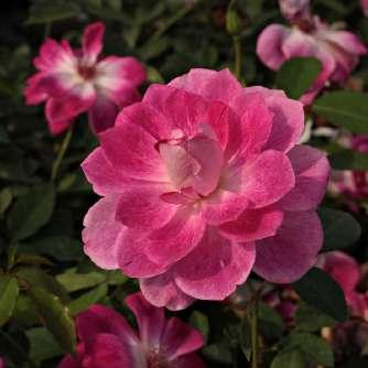 Rózsaszín - virágágyi floribunda 60-100