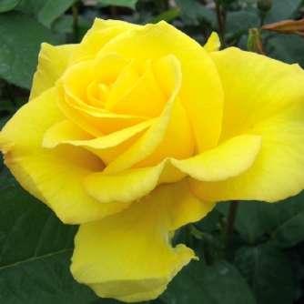 Ágyás Rosa Goldbeet - Sárga - virágágyi