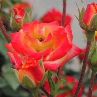 floribunda 60-80 cm Rosa Rumba - Vörös