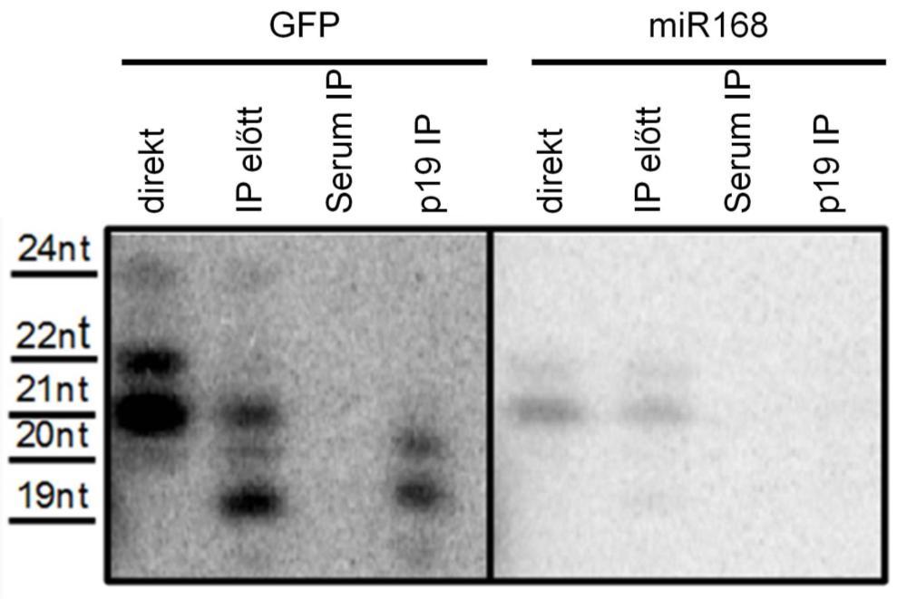ből származik. Sajnos az immunoprecipitáció során a rövidülés jelensége mesterségesen felerősödött. Ezáltal megjelent GFP sirns a 19nt tartományban is, ami feltehetőleg 2 nt rövidülés eredménye.