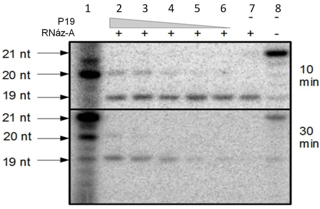 A rövidülés modellezésére készítettünk egy in vitro kísérletet. Szintetikus, 5 végén radioaktívan jelölt 21 nt-os kettősszálú kisrns-eket adtunk p19 hígítási sorozathoz majd RNáz A-val emésztettük.