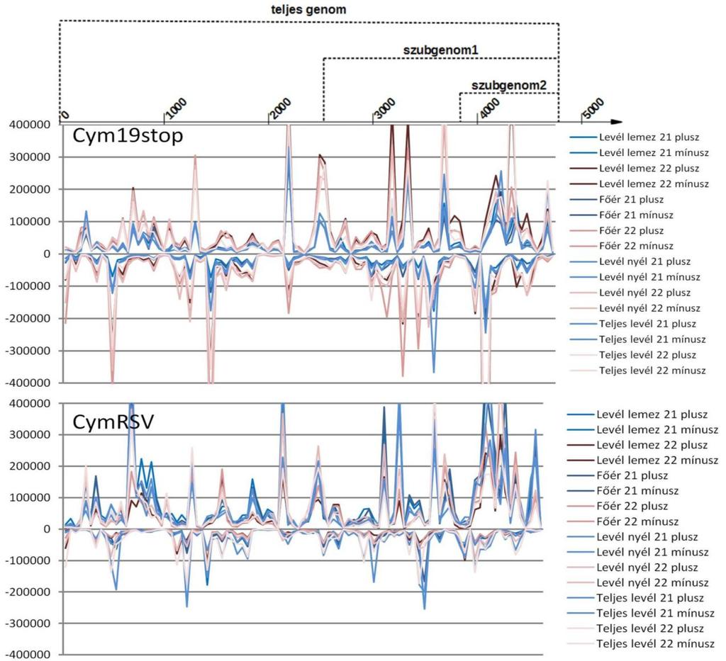 ábra). Az evolúciósan konzervált mirns-ek érése viszont precíz, pozícióhoz kötött, így azokon a rövidülés iránya és annak aránya meghatározható.