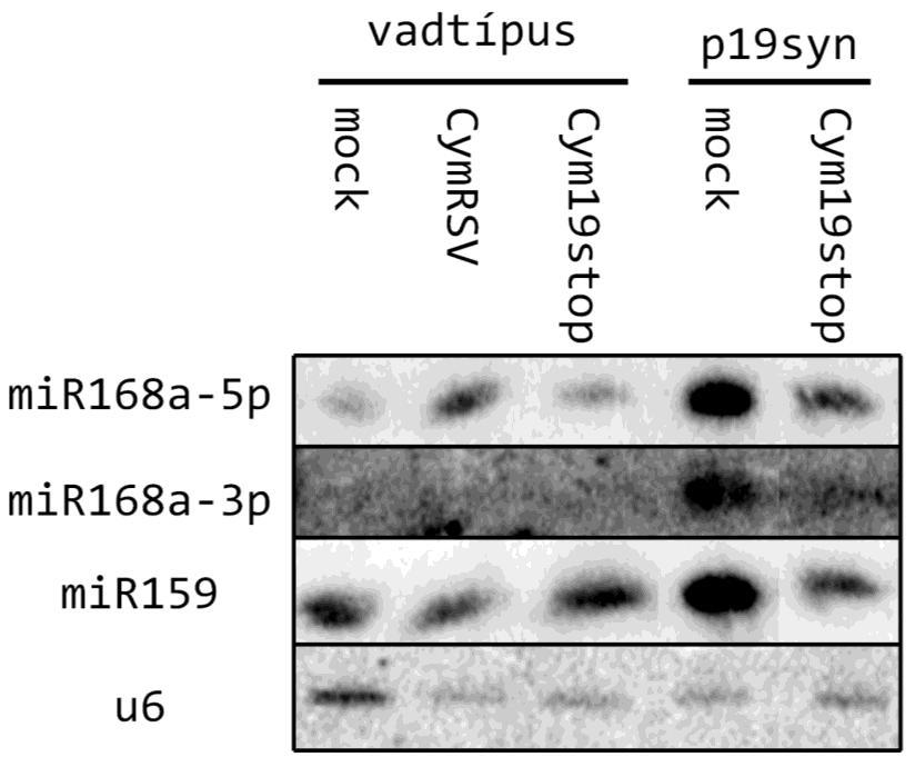 17. ábra. KisRNS Northern blot vadtípusú és p19syn transzgenikus növényekből. Az u6 specifikus hibridizáció, mint loading kontroll szerepel.