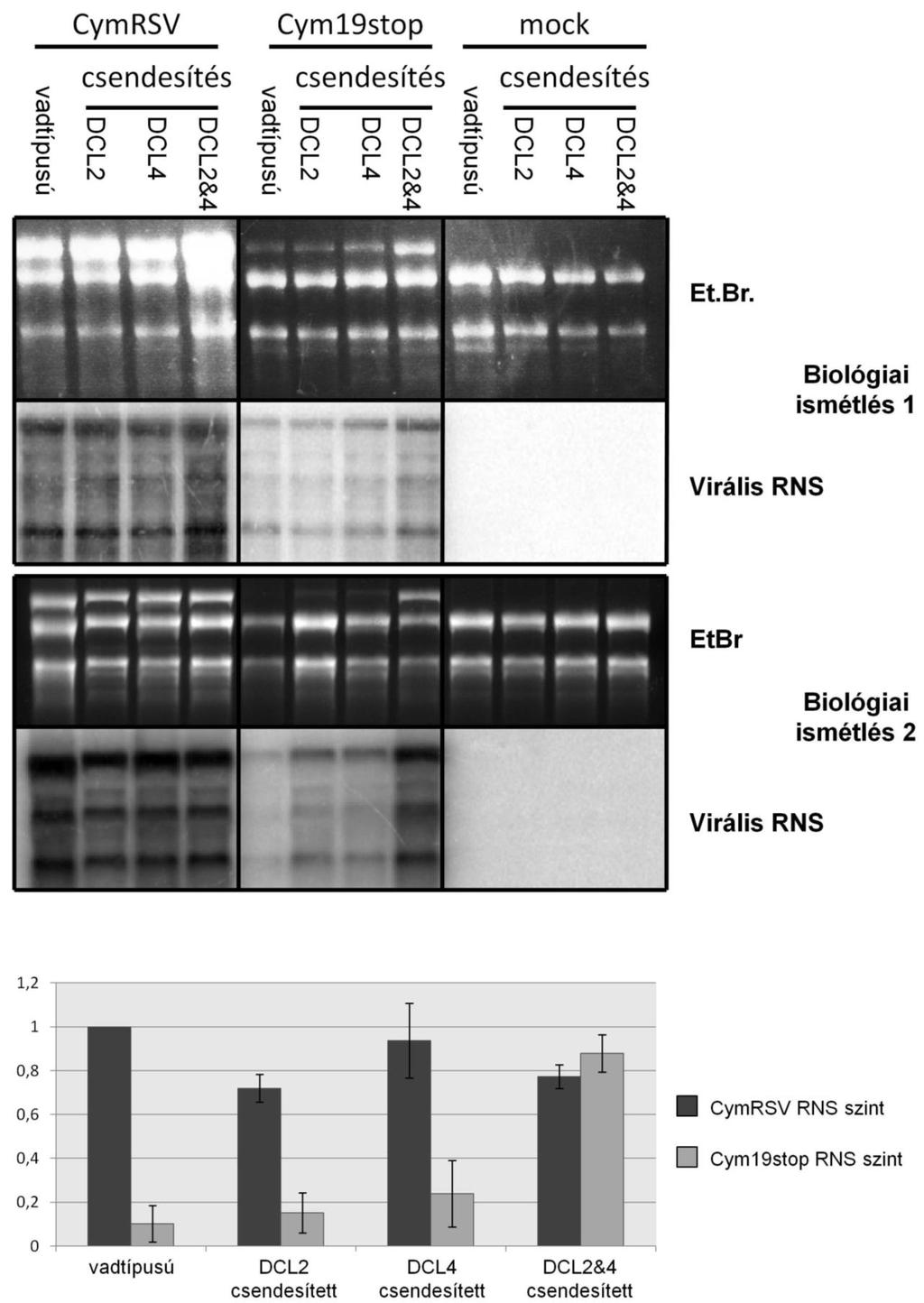 19. ábra. Virális RNS specifikus Northern blot és a totál RNS EtBr-rel megfestve és a két biológiai ismétlés kvantitálás CymRSV illetve Cym19stop fertőzött növényekből.