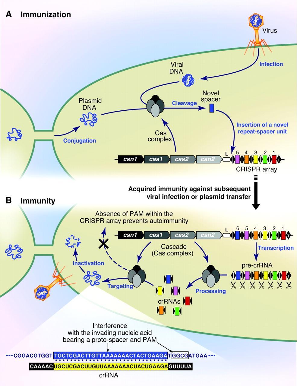 CRISPR-Cas lustered egularly nterspaced hort alindromic epeats =CRISPR associated protein Bakteriális szerzett immunitás: Protospacer virális DNS-ből Cas beilleszti ismétlődő szekvenciák közé