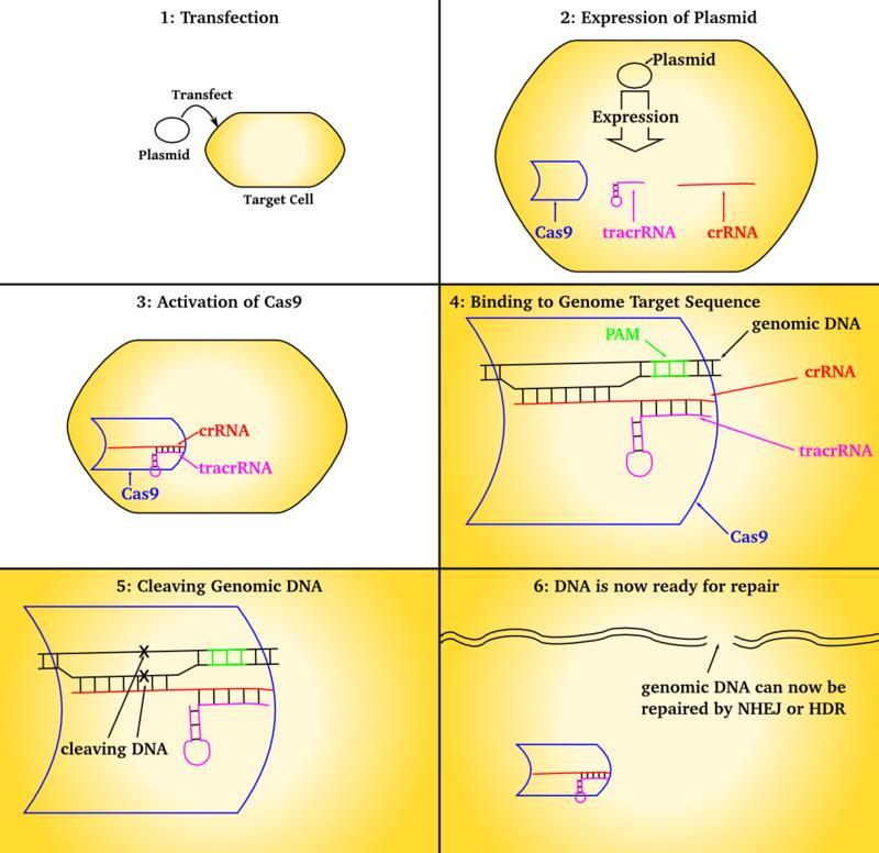 CRISPR-Cas9 rendszer részei crrns (CRISPR-RNS): a protospacer-ről íródik át (pre-crrns), amit a Cas1/2 enzim alakít tovább crrns-sé.