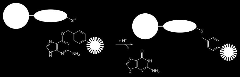Példa: CRISPR-Cas9 alkalmazása vimentin fluoreszcens jelölésében A vimentin fluoreszcens jelölése ebben az esetben SNAP-tag-en keresztül történt: SNAP-tag: A SNAP-tag fúziós fehérje, amelyet a
