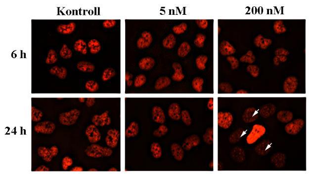 A lépték 7 µm-t jelöl minden egyes minta esetében. 11.