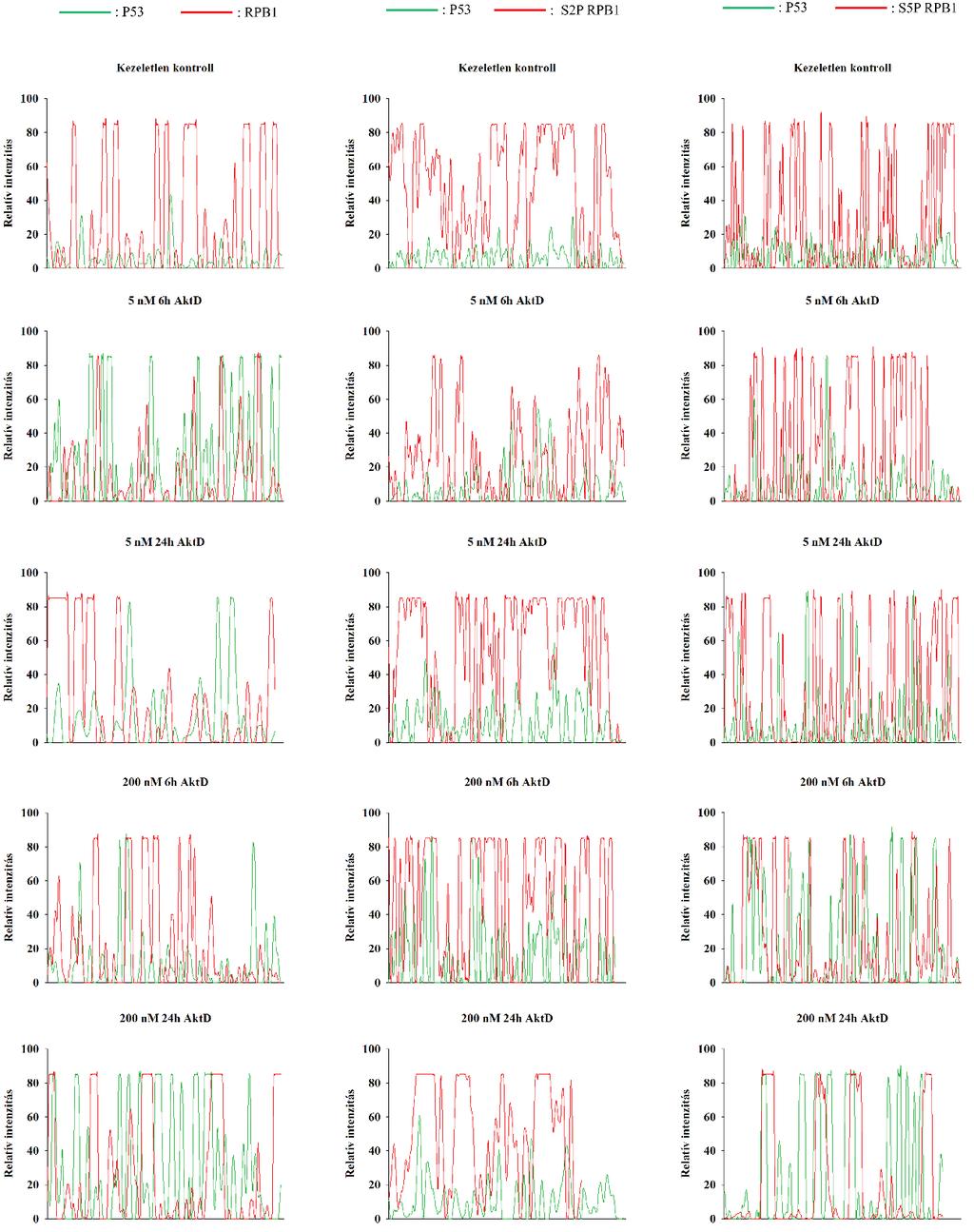 16. ábra A P53 és RPB1, S2P RPB1, valamint S5P RPB1 ko-lokalizációjának kiértékelése stresszmentes körülmények között és AktD kezelést követően A 13-15.