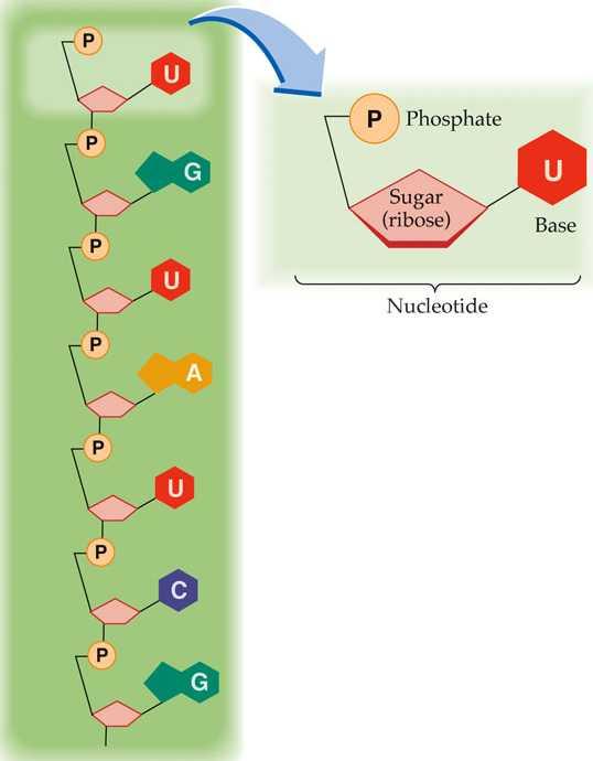 A DNS szerkezete Elsődleges szerkezet : a nukleotidok sorrendje Kovalens kapcsolat a dezoxiribózok és a