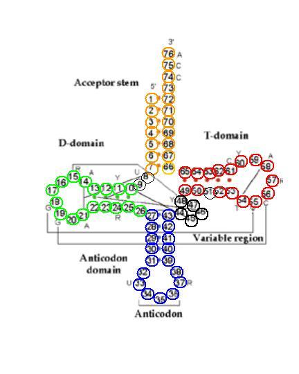 Aminosavak szállítása trns szerkezete Aminosav kötődési hely 5 vég