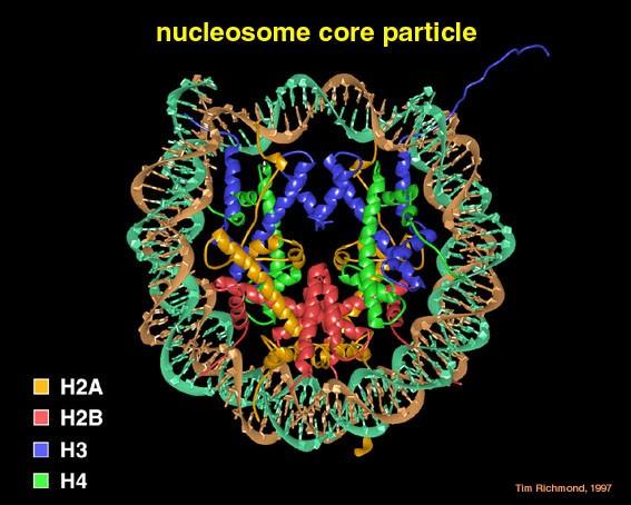 Kromatin szerkezet Elemi egység a