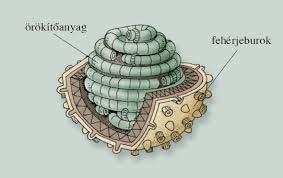 A fehérjeburok jellegzetes geometriája határozza meg a vírus alakját.