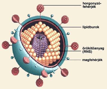 A kubikális vagy köbös vírusok fehérjeburka teljesen szabályszerű, húsz egyenlő szárú