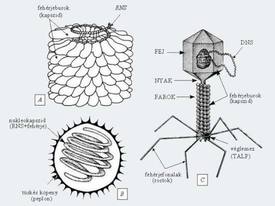 A binális vírusok kettős szerkezetet mutatnak.