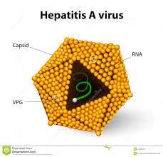Hepatitis A fertőzés a gyomor-bélrendszer útján jön létre. A vírus a fertőzött ember székletével a környezetbe kerül, ahol nagyon stabil, sokáig életképes.