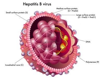 Hepatitis B A vírus igen magas fertőzőképességgel bír, vérrel és testnedvekkel terjed.