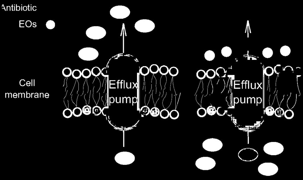 160 10. COMBINING ESSENTIAL OILS WITH ANTIBIOTICS FIGURE 10-1 Proposed beneficial effects of essential oil-antibiotic interactions on efflux pumps.
