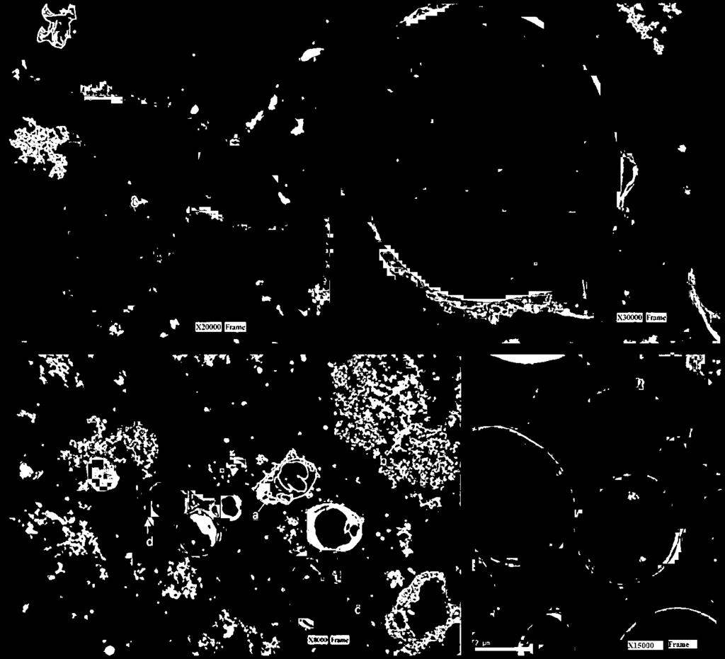 each compound within the membrane. Insertion of tea tree oil terpenes disrupts lipid packing, thus inducing changes in bilayer fluidity that affect cell permeability [2,40]. After treating C.