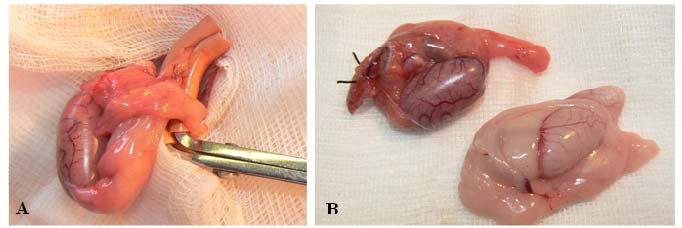 Reperfusio csoportban (n=7) általános anaesthesiában (6 mg/kg Thiopenthal, i.p.) a scrotumot borotválás majd Betadine-os lemosás után a bal here felett mintegy 2 cm hosszú incisióval megnyitottuk.