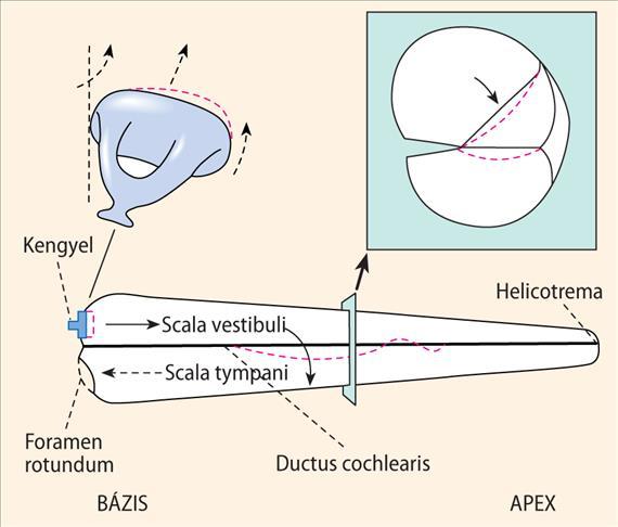 Az ábra Békésy György eredeti vázlata alapján készült.