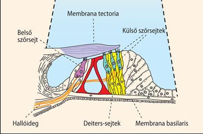 Corti-szerv Szőrsejtek: Mechanikai változásokat érzékelő, magasan differenciált hámsejtek.