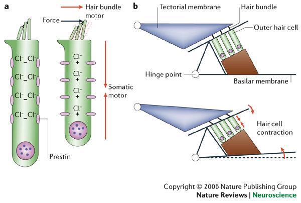 Külső szőrsejtek Ciliumaik depolarizáció hatására összehúzódnak és így közelebb húzzák a membrana tectoriát a belső szőrsejtekhez (=erősítő funkció) PRESTIN Érzékenyek a nagy