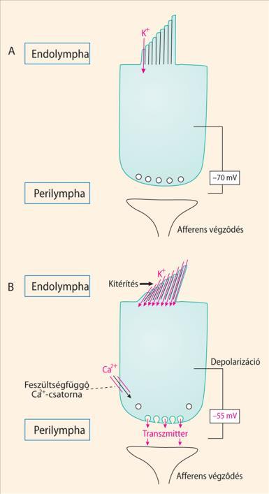 Belső, szenzoros szőrsejtek A) Szőrsejt nyugalmi állapotban. B) A szőrsejt depolarizációja a sztereociliumok kitérítésének hatására.